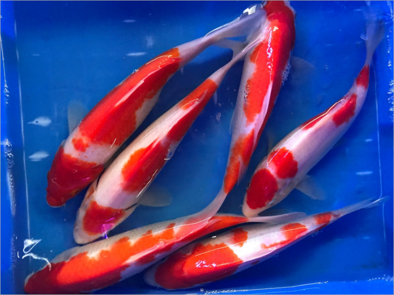 日本锦鲤专业护理